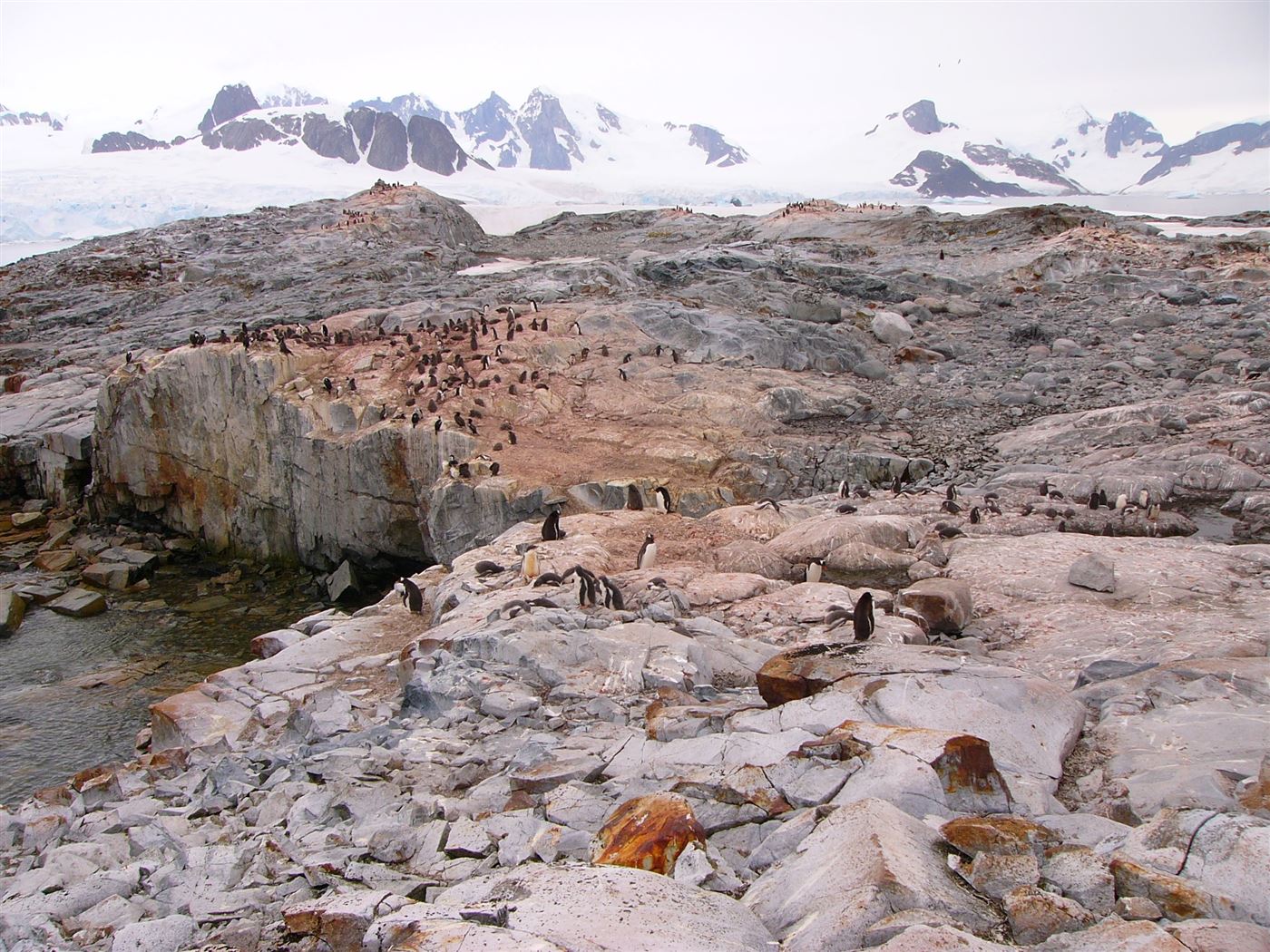 Gentoo penguin colony on rocky ground at Petermann Island, Antarctica